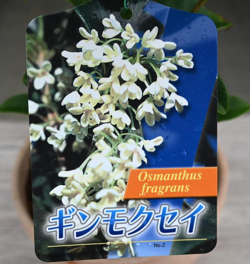 Amazon.co.jp: 銀モクセイ 銀木犀鉢植え ぎんもくせい苗1本 花苗花木